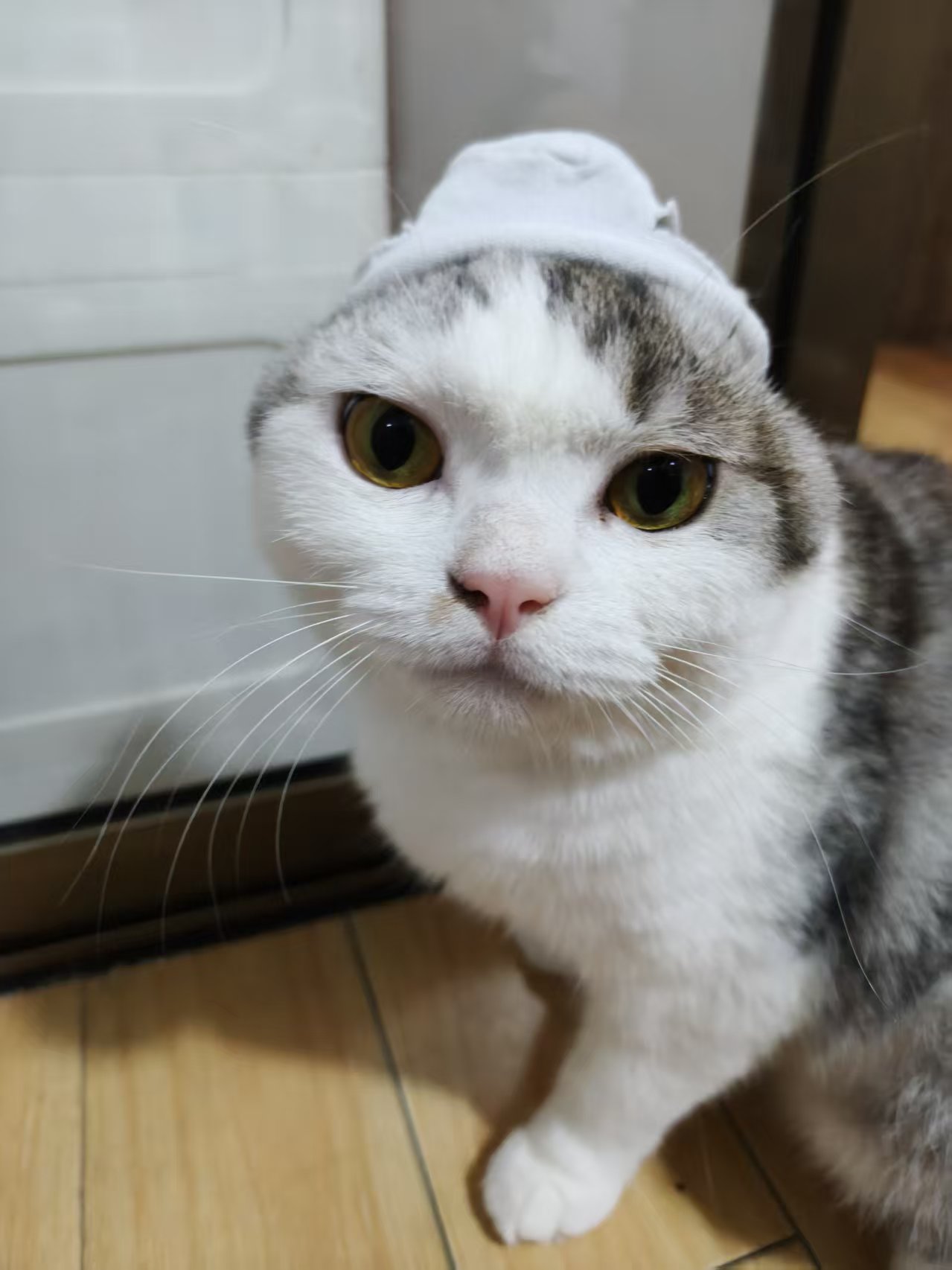 猫咪米斯卡