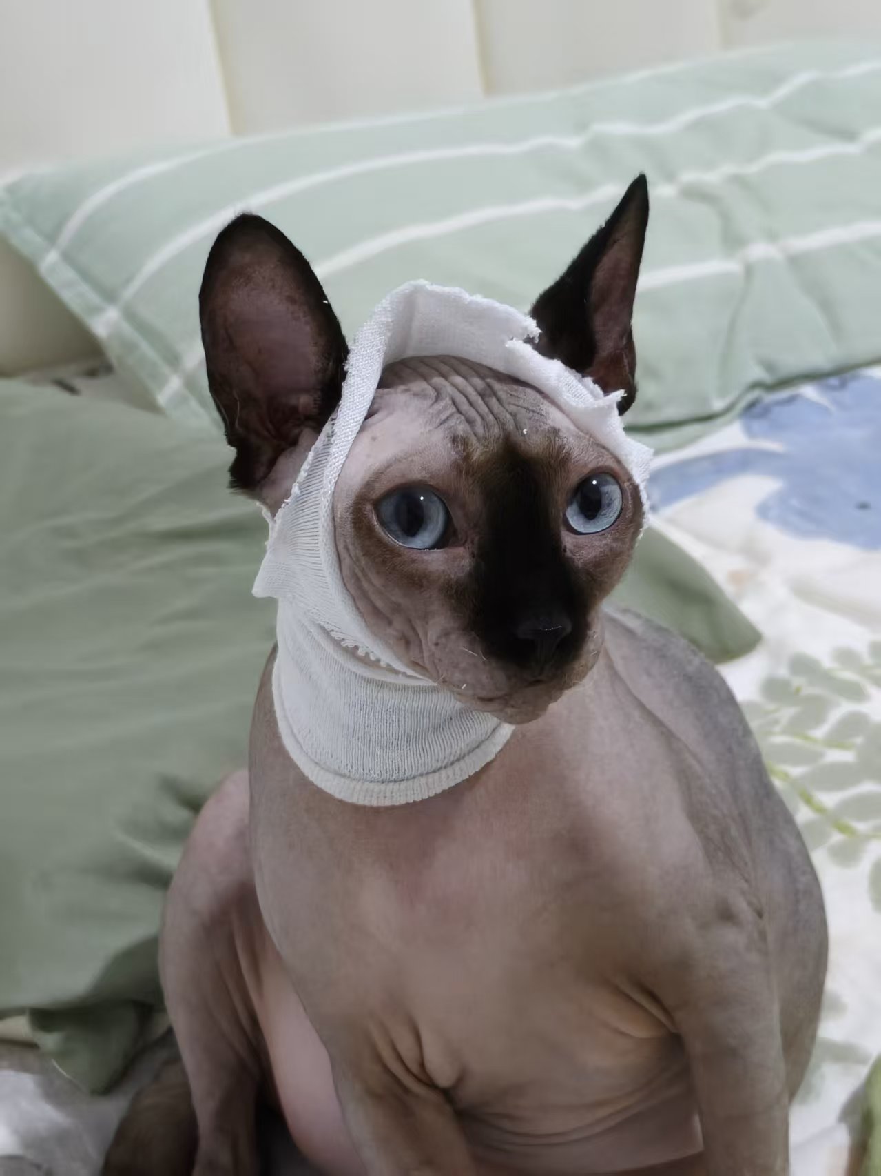 猫咪江江